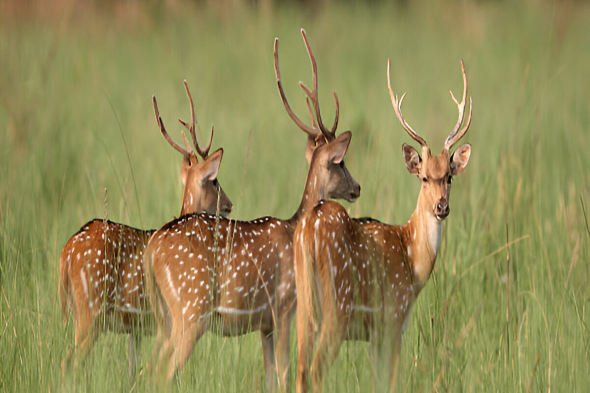 Jim Corbett National Park